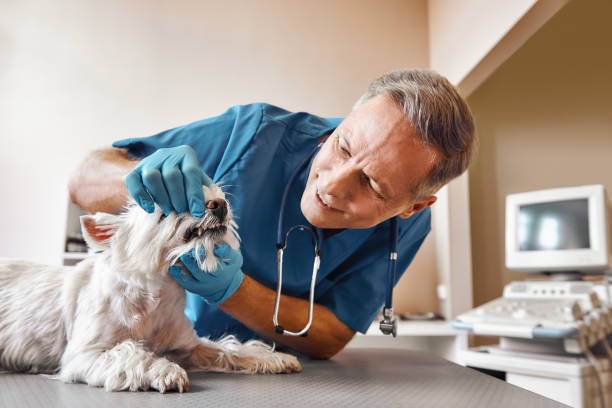 Best Emergency Denture Repair in Wamego, KS